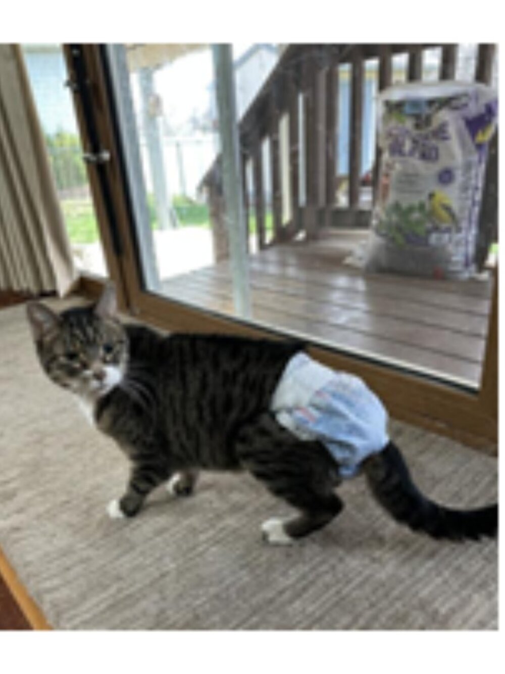 NWT ~ 2 Packages of Hartz Comfitables Cat Disposable Diapers, Size S, 7-11 lbs. - Picture 5 of 14